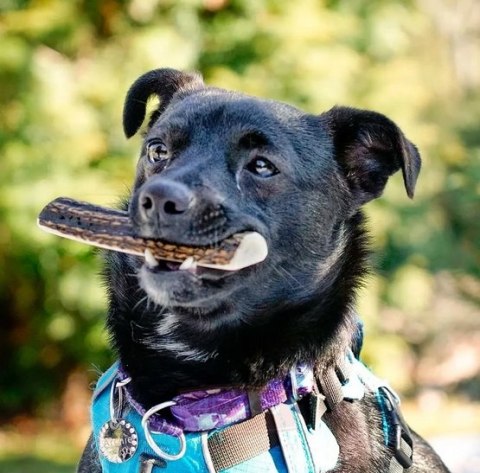 4DOGS Gryzak z poroża L easy