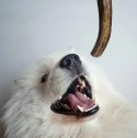 4DOGS Gryzak z poroża L hard