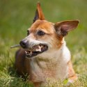 4DOGS Gryzak z poroża S hard