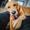 4DOGS Gryzak z drzewa oliwnego M