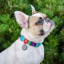 Collar WauDog Recycled Obroża nylonowa z QR-paszportem, gradient M 20mm x 28-40cm niebieski