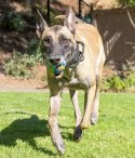 Chuckit! Eco Fetch Ball Large [37165]