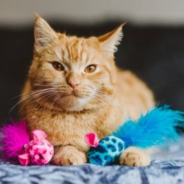 Dingo Zabawka dla kota - Kolorowe myszki 2szt różowa i niebieska